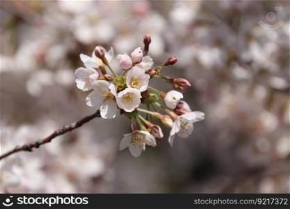 cherry blossoms sakura flowers