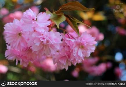 cherry blossoms sakura pink flowers