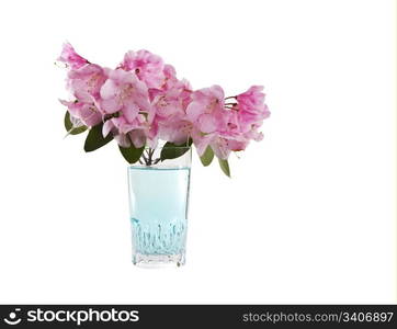 Cherry Blossoms with fresh aqua water and glass on white