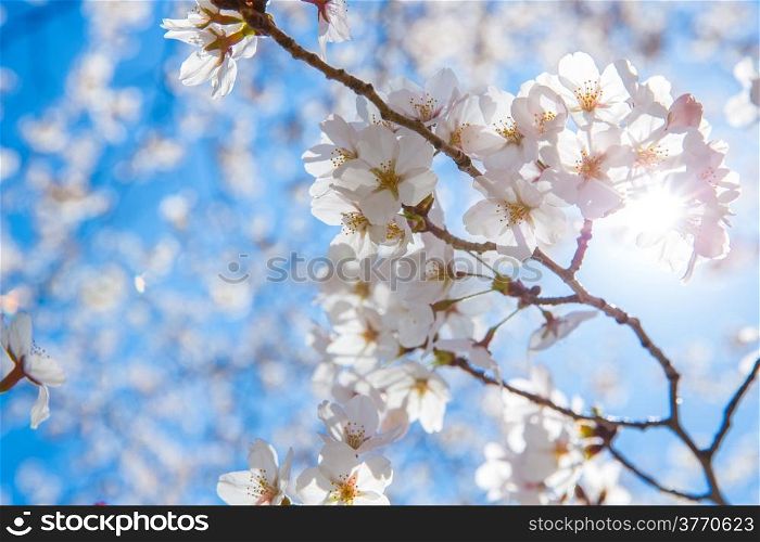 cherry Blossoms with sun beam