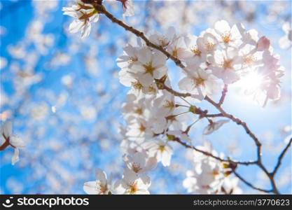 cherry Blossoms with sun beam