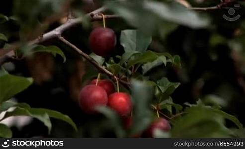 Cherry, branch, close up