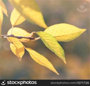 cherry branch with green and yellow leaves in autumn sunny day, selective focus