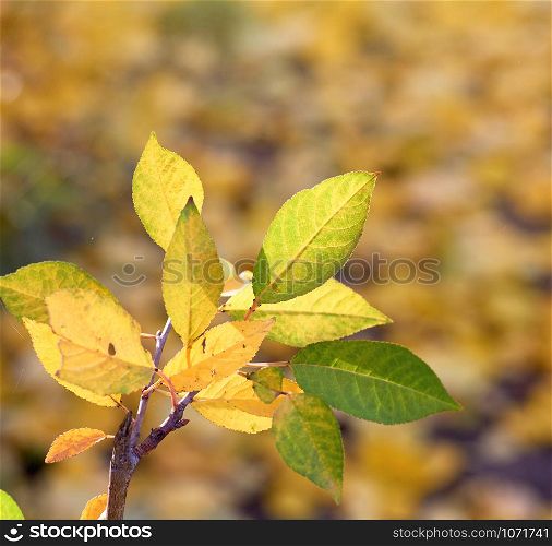 cherry branch with green and yellow leaves in autumn sunny day, selective focus