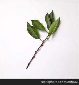 Cherry branch with green leaves on a gray background with copy space. Spring concept. Top view. Branch with green leaves presented on a gray background with space for text. Spring time. Top view