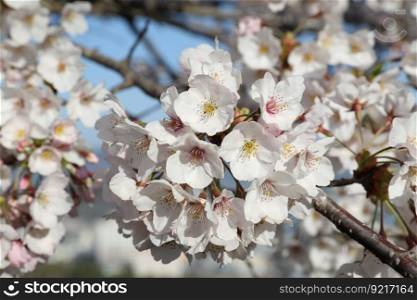 cherry cherry blossom flowers