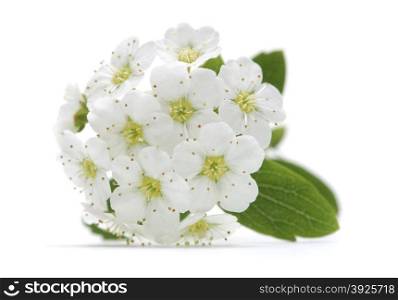 cherry flower in bloom closeup isolated