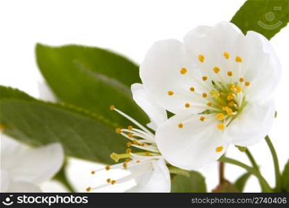 Cherry flower isolated on white