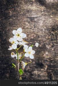 Cherry flower on dark old wooden background, textured