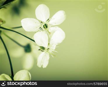Cherry flowers, abstract spring backgrounds