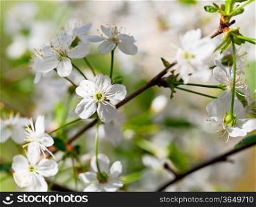 cherry flowers in spring season close up