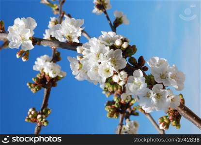 cherry flowers with blue sky background