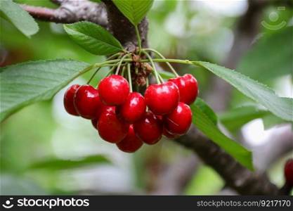 cherry fruit plant macro affix