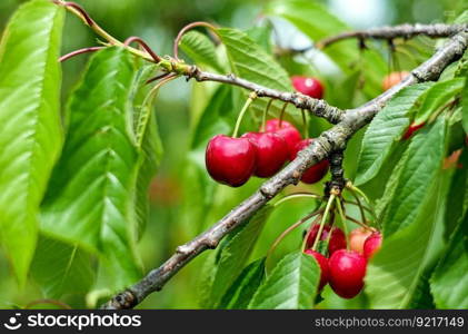 cherry fruits food fresh healthy