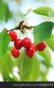 Cherry fruits on branch close up in orchard