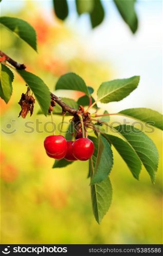 Cherry fruits on branch close up in orchard