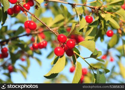 Cherry fruits on branch close up in orchard