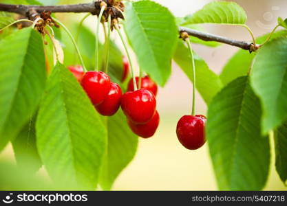 Cherry fruits on branch close up in orchard