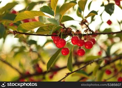 Cherry fruits on branch close up in orchard in evening glow