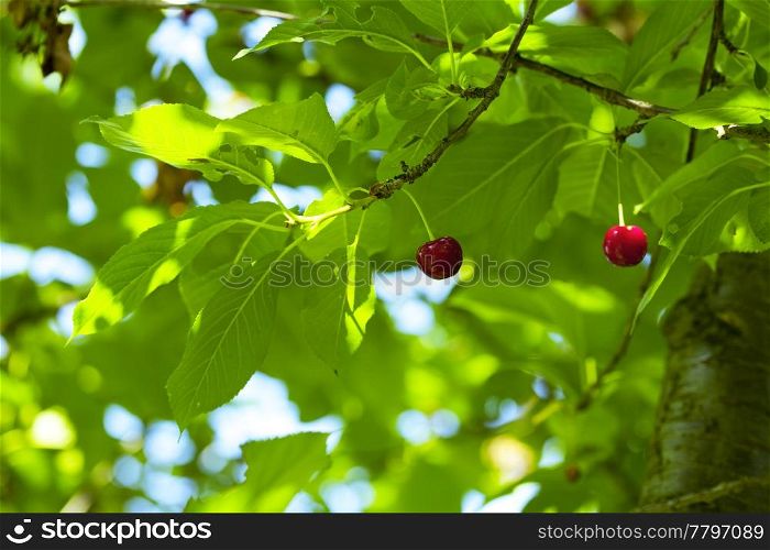 cherry on the tree