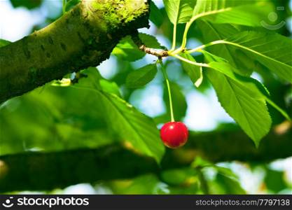 cherry on the tree