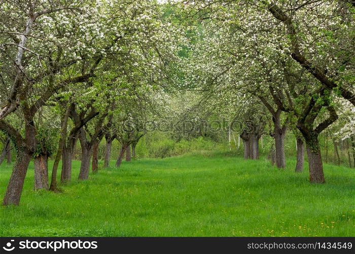 Cherry orchard. Tree trunk cherry in a row. Cherry trees alley.. Cherry orchard. Tree trunk cherry in a row. Cherry trees alley