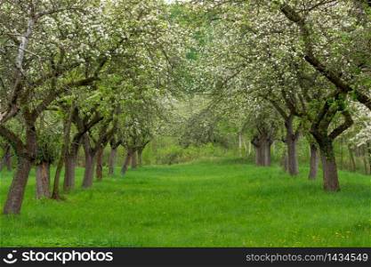 Cherry orchard. Tree trunk cherry in a row. Cherry trees alley.. Cherry orchard. Tree trunk cherry in a row. Cherry trees alley