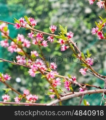 Cherry pink flower on a tree, square image