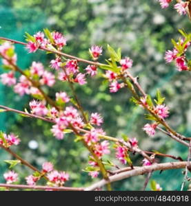 Cherry pink flower on a tree, square image