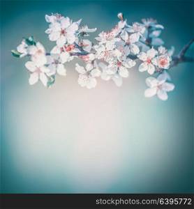 Cherry spring blossom background, white flowers bloom at turquoise blur nature . Blossoming of flowers on trees
