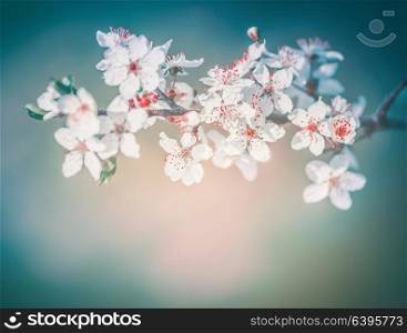 Cherry spring blossom, white flowers bloom with red stamens at turquoise blur nature background