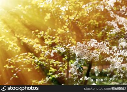 Cherry spring blossoms with shallow depth of field