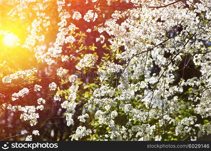 Cherry spring blossoms with shallow depth of field