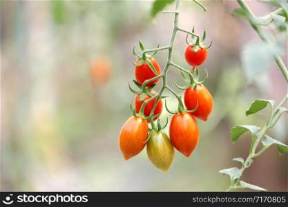 cherry tomato hanging on tree in organic farm