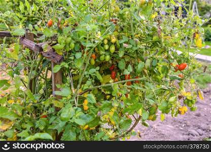 Cherry tomato tree. Nature food background. Close-up