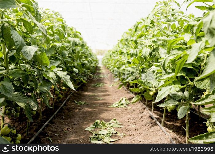 cherry tomatoes greenhouse long view. High resolution photo. cherry tomatoes greenhouse long view. High quality photo