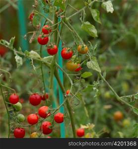 Cherry tomatoes growing on plants in the garden of Willka Tika Guesthouse, Willka Tika, Sacred Valley, Cusco Region, Peru