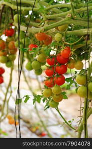 Cherry tomatoes growing on the vine