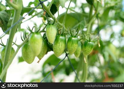 cherry tomatoes hanging on tree in organic farm
