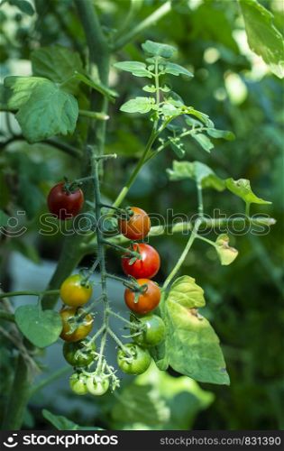 Cherry tomatoes in small organic farm. Bio vegetable concept. Home garden. Green and red tomatoes.