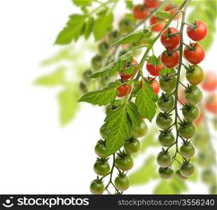 Cherry Tomatoes In The Garden