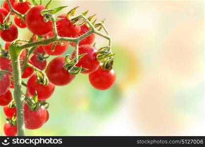 Cherry tomatoes on a branch growing in a garden