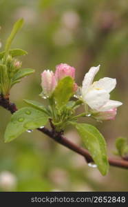 Cherry tree