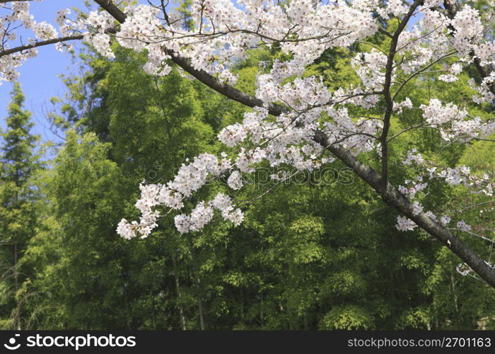 Cherry tree and Bamboo tree