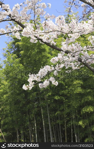 Cherry tree and Bamboo tree