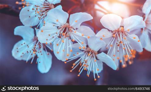 Cherry tree blooming, beautiful natural background, gentle little white flowers on the fruit tree branch, beauty of spring orchard in the evening. Cherry tree blooming