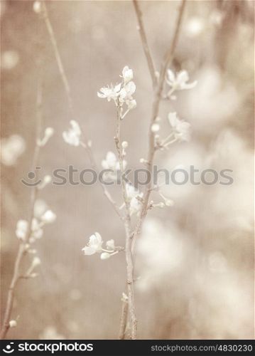 Cherry tree blossom, abstract soft color floral background, fresh white blooming flowers, spring garden seasonal nature, sepia vintage style fine art photo