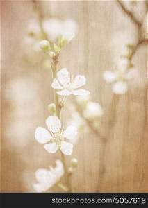 Cherry tree blossom, abstract soft color floral background, fresh white blooming flowers, spring garden seasonal nature, sepia vintage style fine art photo