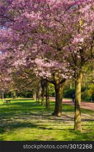Cherry tree blossom. Beautiful nature scene with blooming tree