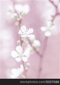 Cherry tree blossom, beautiful pink floral background, gentle little white flowers on tree twig, dreamy photo, fine art, spring nature concept